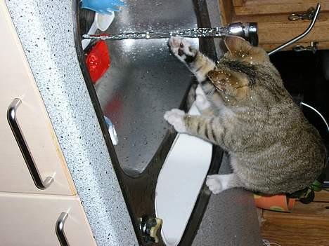 Blanding af racer Nala - mere vandpjaskeri... hmm... bare du selv tørre op efter dig :P billede 5