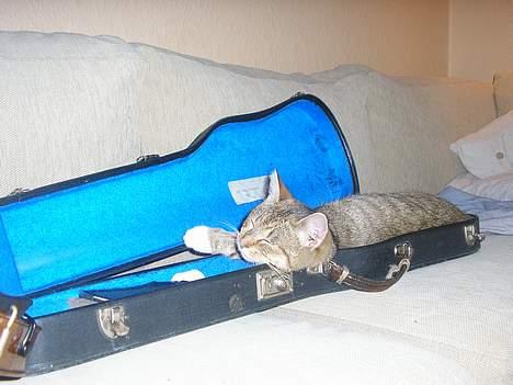 Blanding af racer Nala - musikalsk/misikalsk eller træt? det er ikke til at sige... billede 6