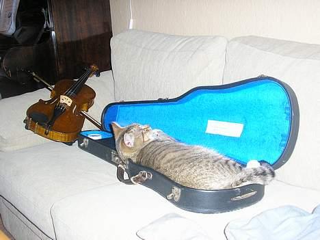 Blanding af racer Nala - naaarj... han var vist bare træt :D billede 7