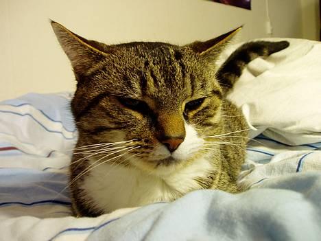 Blanding af racer Fie-Mus - Nåå SHH hun er lige ved at sove billede 1