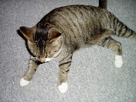 Blanding af racer Fie-Mus - Fang bare de dumme fluer billede 2