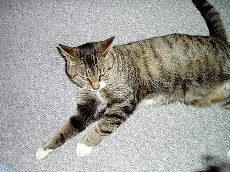 Blanding af racer Fie-Mus - HeeH :) du kan ikke fang den. Lær det billede 3