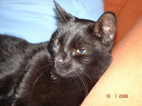 Blanding af racer Balthazar *R.I.P* billede 9