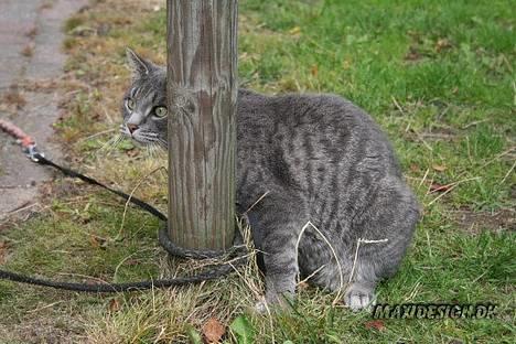 Blanding af racer Sebastian *Flyttet* - Hæhæ du kan bare ikke se mig.... billede 20