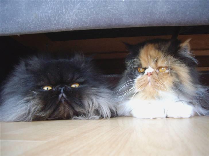 Perser Fiona billede 13