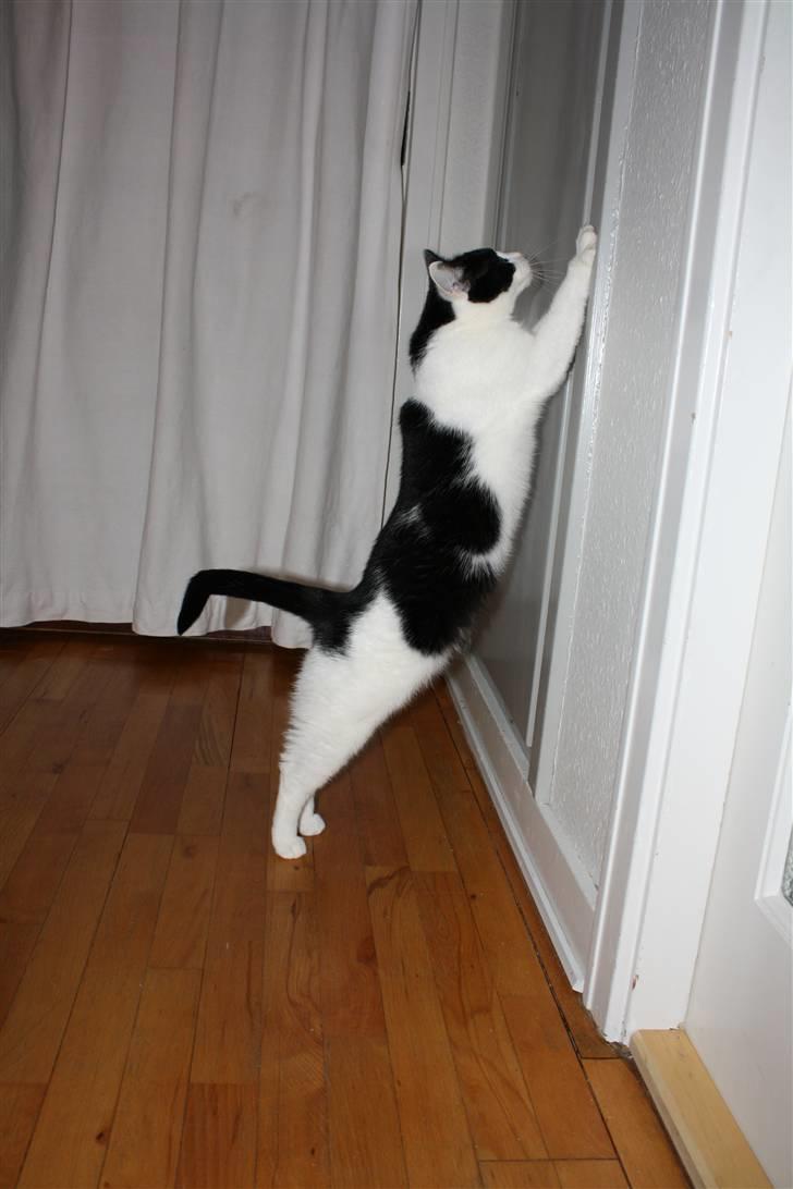 Blanding af racer Cleo - Jeg vil op og sove på hatthylden i dit skab Helena.. XD billede 11