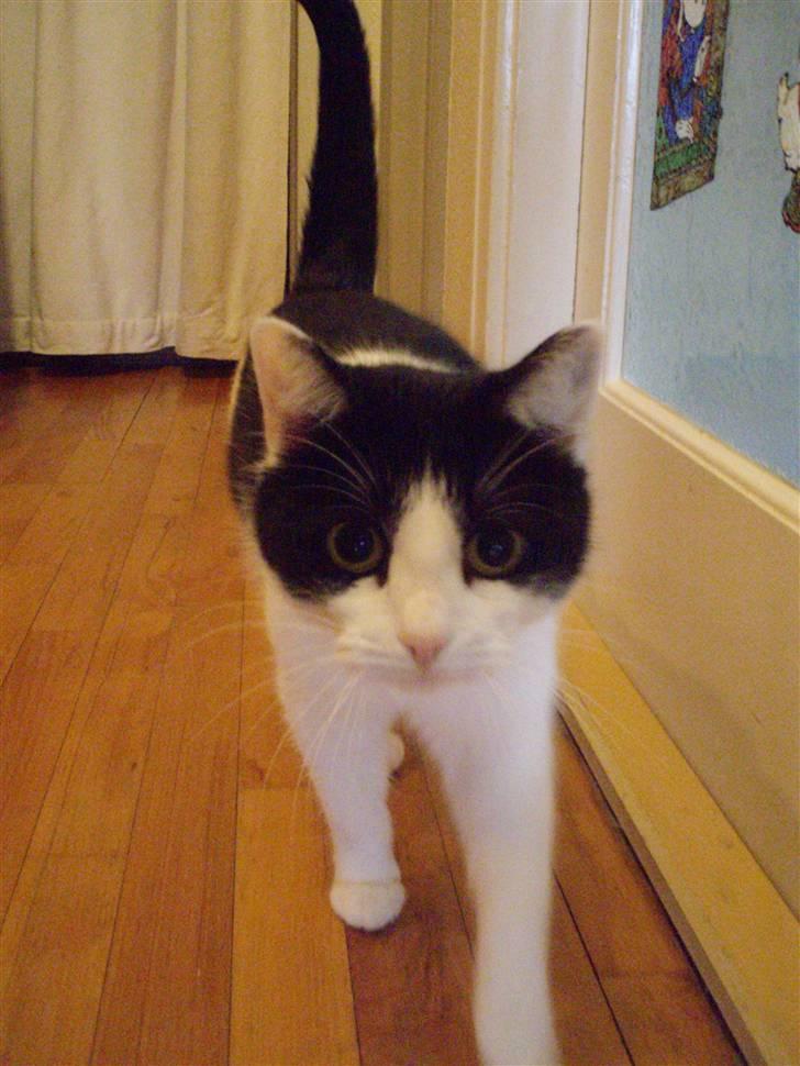 Blanding af racer Cleo - Cleo på gåtur! :D billede 12