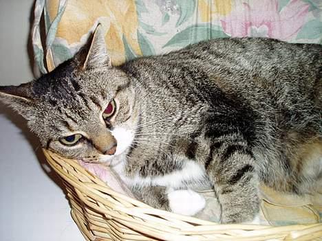 Blanding af racer Fie-Mus - Ligger og slabber af billede 4