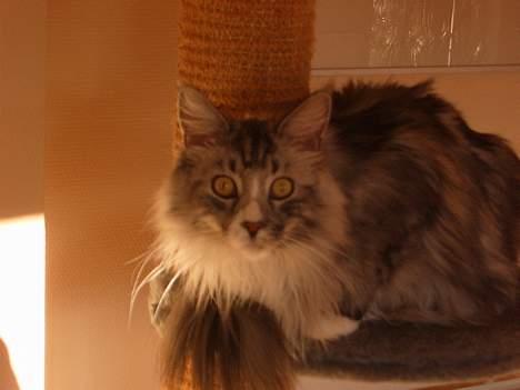 Maine Coon William billede 1