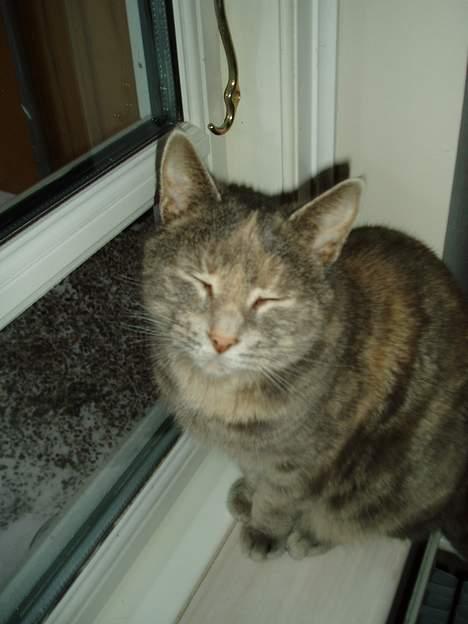 Blanding af racer Bianca - ihh.. er jeg ik bare smuk billede 1