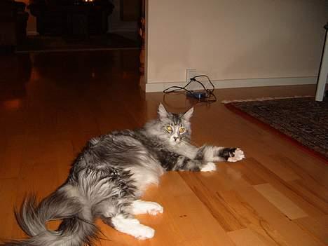 Maine Coon William - Dec. 2005.  billede 2