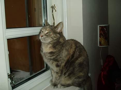 Blanding af racer Bianca - er jeg bedst i profil.?? billede 2