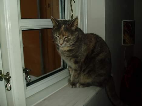 Blanding af racer Bianca - eller skal jeg bare se helt almindelig ud.?? billede 3