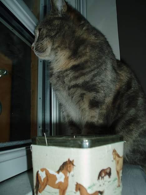 Blanding af racer Bianca - er det ik bare snehvidt udenfor billede 4