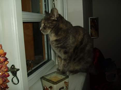 Blanding af racer Bianca billede 5