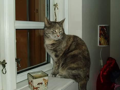 Blanding af racer Bianca - hehe billede 6