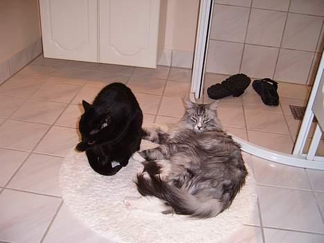 Maine Coon William - Putter med "storesøster" Mille på det varme badeværelsesgulv  billede 3