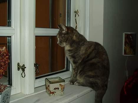 Blanding af racer Bianca billede 7