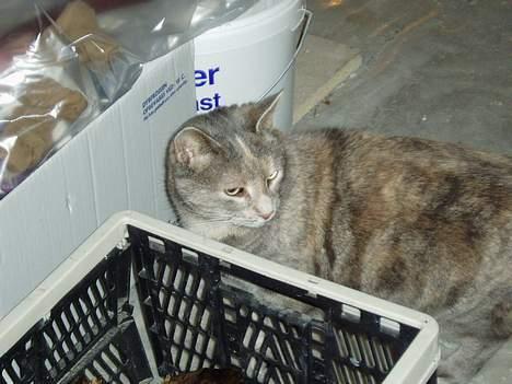 Blanding af racer Bianca - Regina,, hvorfor skal de her ting stå lige der vor jeg skal gå billede 8