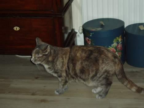 Blanding af racer Bianca - jeg går nu.. slut så det kamera.!! billede 9