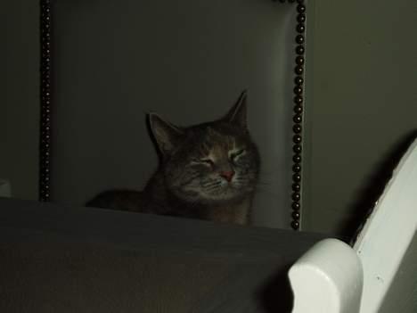 Blanding af racer Bianca - hvornår kommer maden.?? billede 11