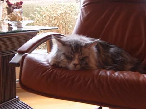 Maine Coon William - Min lille charmetrold billede 4