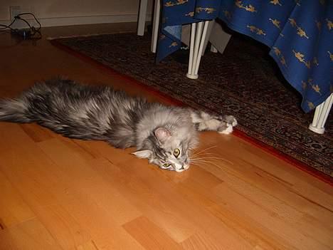 Maine Coon William billede 5