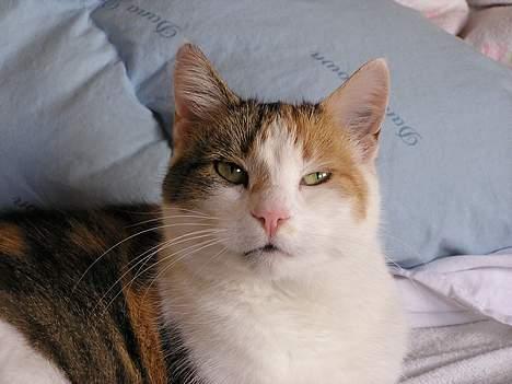 Blanding af racer Kisser - Hov hvem der ? 8D billede 1