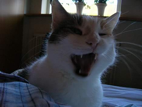 Blanding af racer Kisser - Pas på jeg kan godt være farlig *FniZ* billede 2