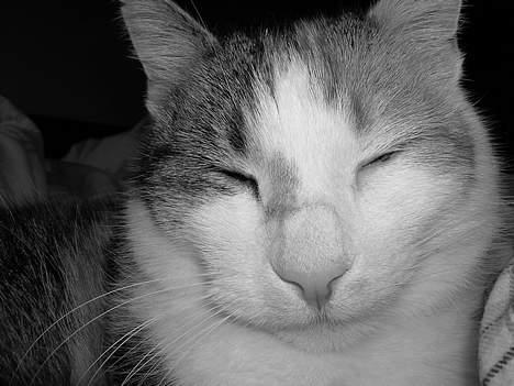 Blanding af racer Kisser - ZzZzZzZzZzZzZzZ billede 3