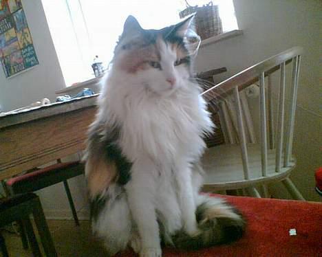 Blanding af racer † Nønne † - Min smukke mis billede 13