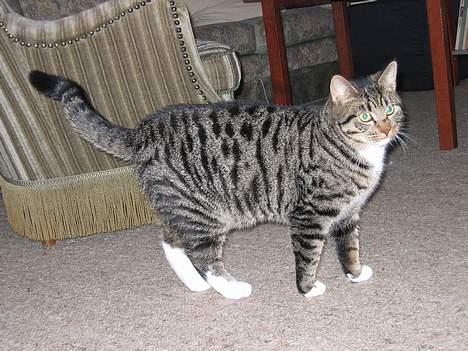 Blanding af racer Findus billede 8