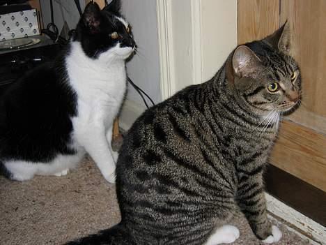 Blanding af racer Findus - Miver og Findus billede 9