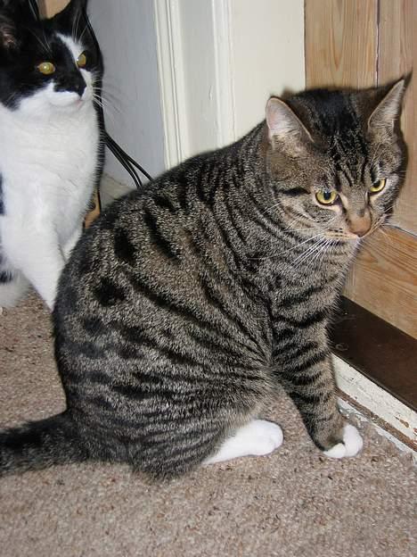 Blanding af racer Findus billede 10