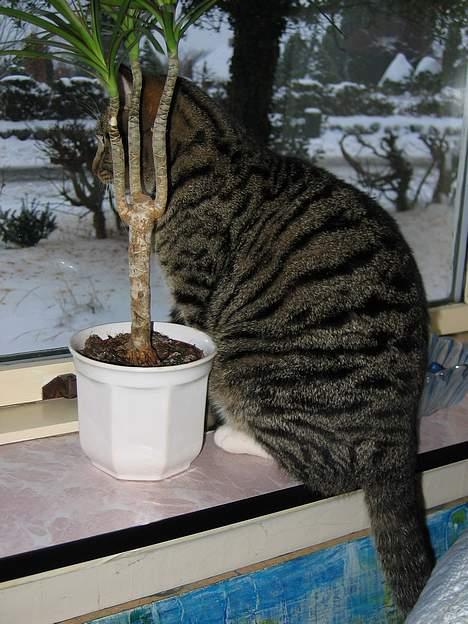 Blanding af racer Findus - Der er ret interessant udenfor... billede 11