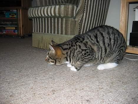 Blanding af racer Findus - 1-2-3....så springer jeg! billede 12