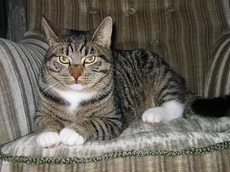 Blanding af racer Findus billede 13