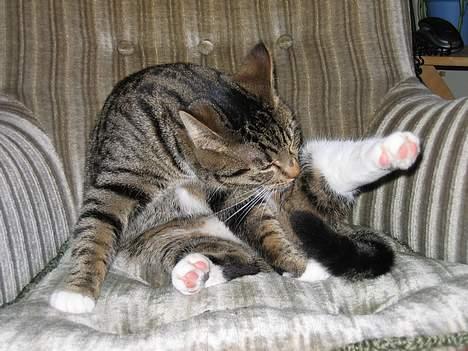 Blanding af racer Findus - Man skal vel soigneres billede 14