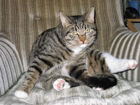 Blanding af racer Findus - Skrid, jeg sidder lige og laver lidt intim-hygiejne! billede 15