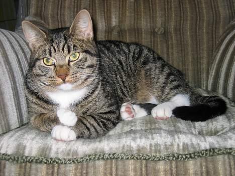 Blanding af racer Findus billede 16