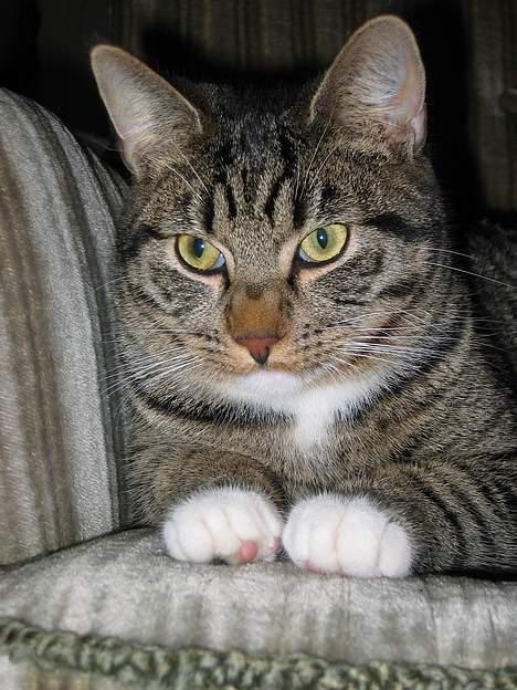 Blanding af racer Findus billede 17