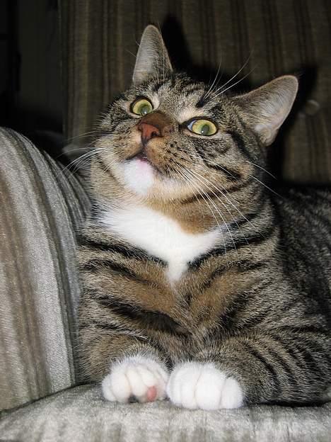 Blanding af racer Findus - Altså; er jeg bare dejligheden selv eller hva´?! billede 18