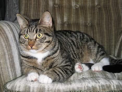 Blanding af racer Findus billede 19