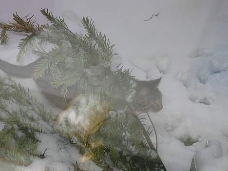 Blanding af racer Findus - Var det en fugl jeg så derhenne? billede 20