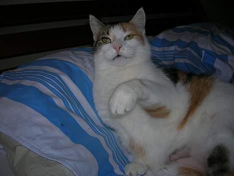 Blanding af racer Kisser - Du kan bare komme an *Rauw* billede 4