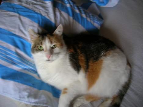 Blanding af racer Kisser - Hvad laver du helt der oppe lad mig være ! :D billede 5