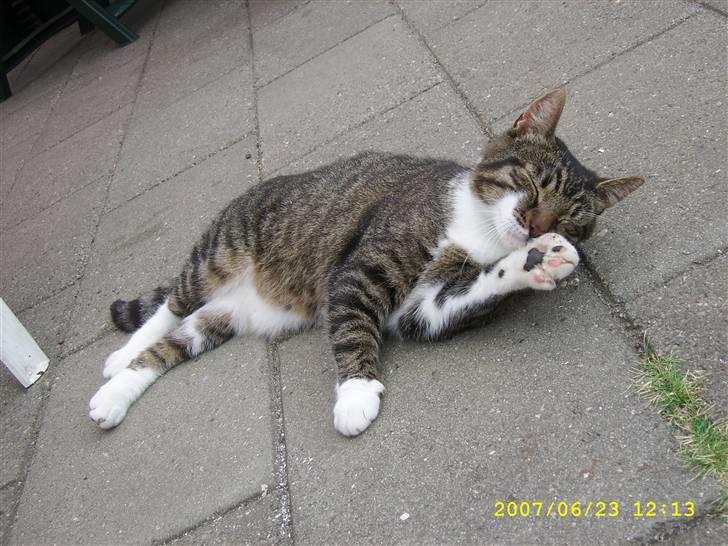 Huskat Celestin (himmelkat) - Min dejlige Celestin (: billede 1