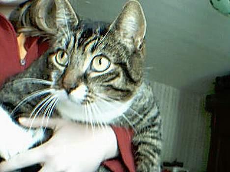 Huskat Celestin (himmelkat) - Jeg ved hvad du tænker, kan kun give dig ret - han har store øjne :D billede 2