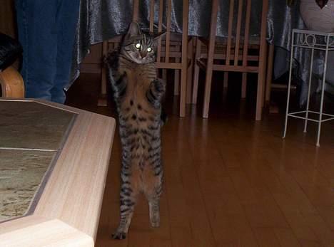 Blanding af racer Tjalfe (efterlyst) - Tjalfe hopper op efter hendes lege tøj <3 :) billede 1