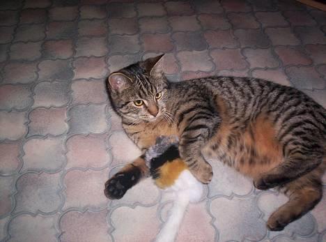 Blanding af racer Tjalfe (efterlyst) - *NYT* billede 2